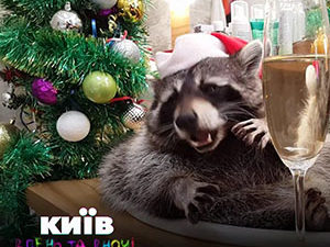 Енот празднует Новый год!