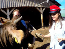 Випуск 3. Частина 1. Скільком коровам зробить масаж Аня Олицька? «Заробітчани» у Швейцарії. 3 сезон