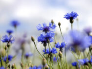 Яке сьогодні свято? Що можна і не можна робити 4 червня