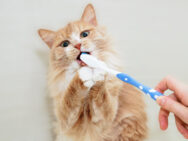 Как правильно чистить зубы: советы от стоматолога в видео