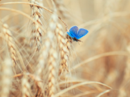 Яке сьогодні свято