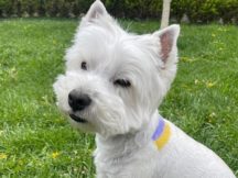 Месяц лечила и делала уколы: песик Леси Никитюк заболел из-за ее съемок