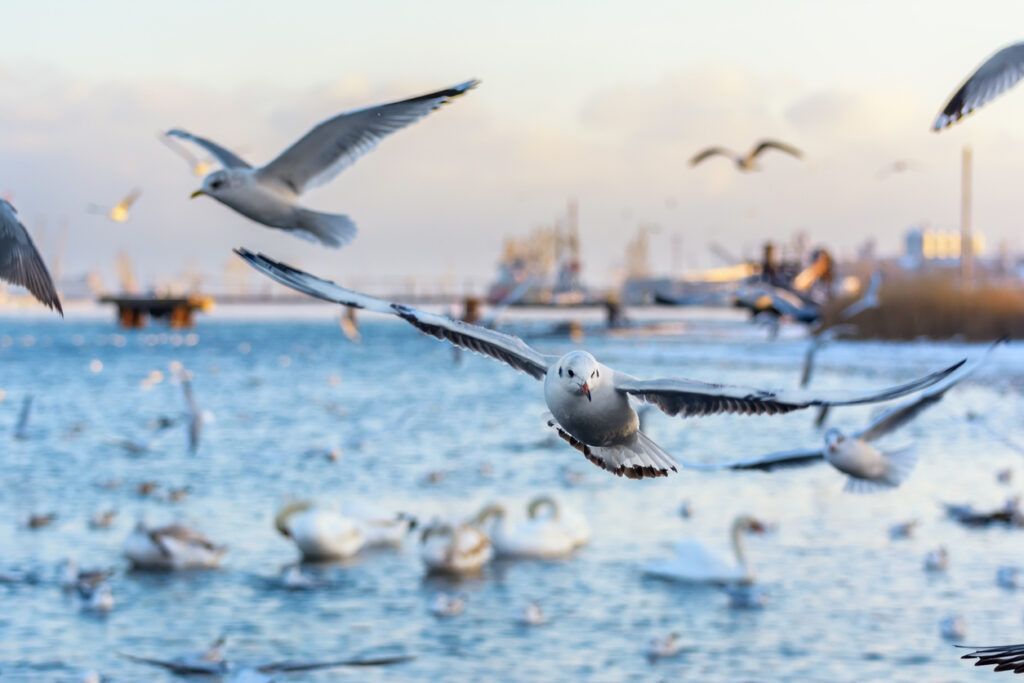 Коли потеплішає в Одесі: та чи прогнозують потепління у січні