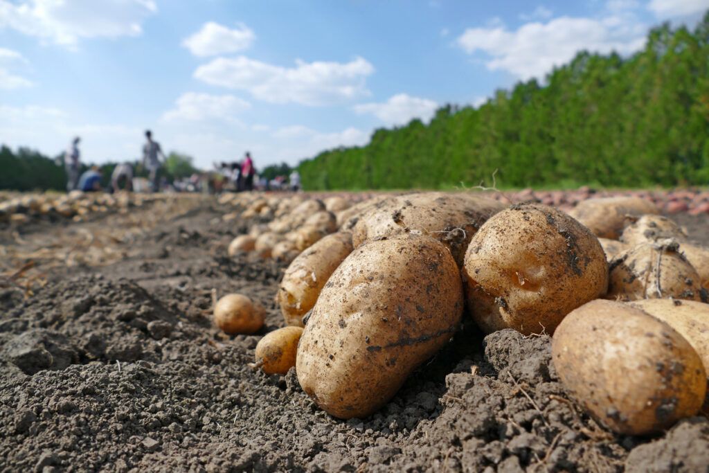 Коли підгортати картоплю та скільки разів це потрібно робити