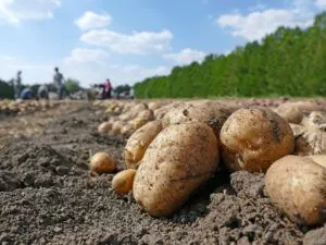 Коли підгортати картоплю та скільки разів це потрібно робити