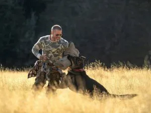 Серце звіра: дата виходу у кінотеатрах та трейлер до фільму